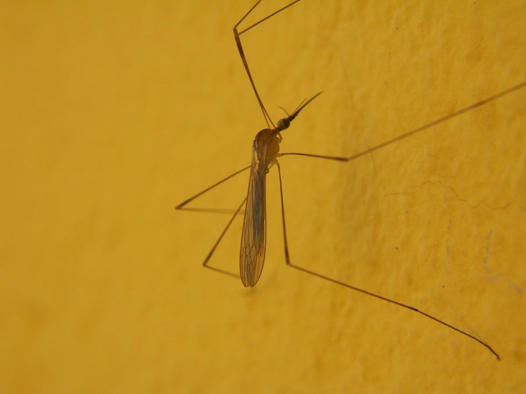 Objawy malarii